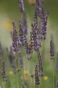 Photo d'un plant de lavande